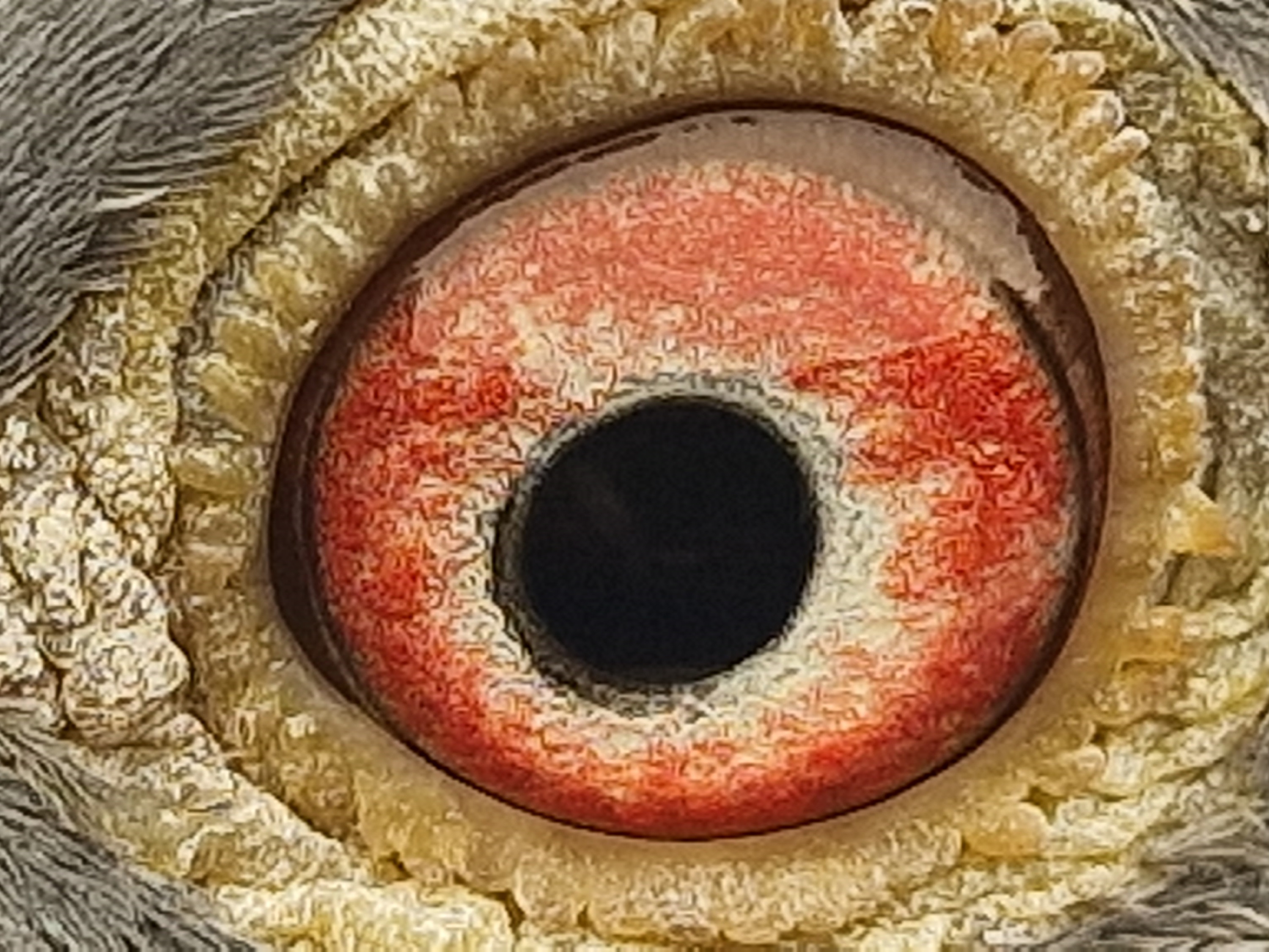 Pigeon eye